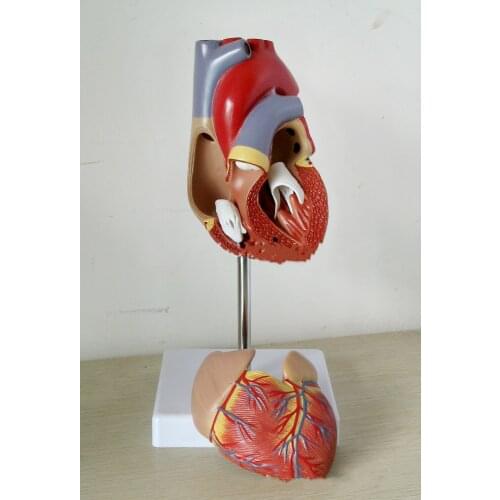 1:1 Life Size 2 Parts Heart Viscera Medical Organ Anatomical Anatomy Human Anatomical Heart Medical Science Teaching Resources