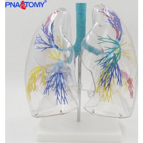 Enlarged human segmental lungs model respiratory organs anatomy transparent anatomical models medical teaching tool bronchus
