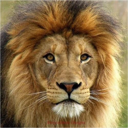 Embroidery Counted Cross Stitch Kits Needlework - Crafts 14 ct DMC color DIY Arts Handmade Decor - Portrait of Lion