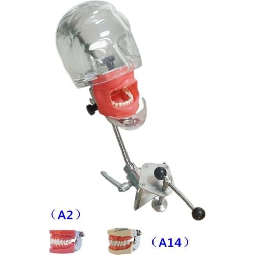 Dental simulator Nissin manikin phantom head Dental phantom head model with new style bench mount for dentist education