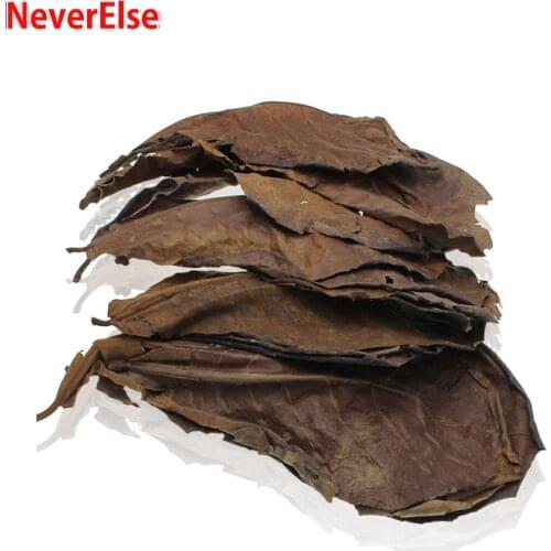 10pcs Terminalia Catappa Leaves Indian Almond Leaves Betta Fish Shrimp Natural Habitat Aquarium Fish Tank Lower PH Kill Bacteria