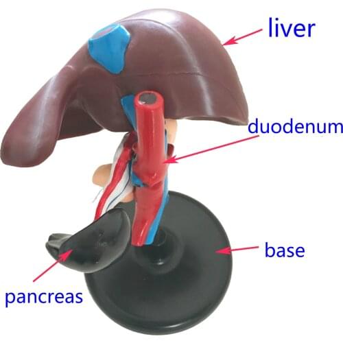 Hepatic Anatomical Model Human Lifelike Organ Models Human Liver and Pancreatic Duodenum Models Medical Anatomy Teaching Aids