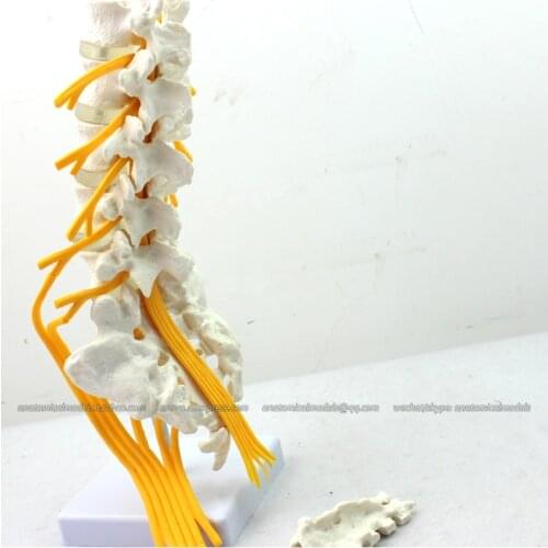 CMAM/12387 Lumbar vertebra, Nervi Ischiadicus Model, Medical Backbone Anatomical Human Model