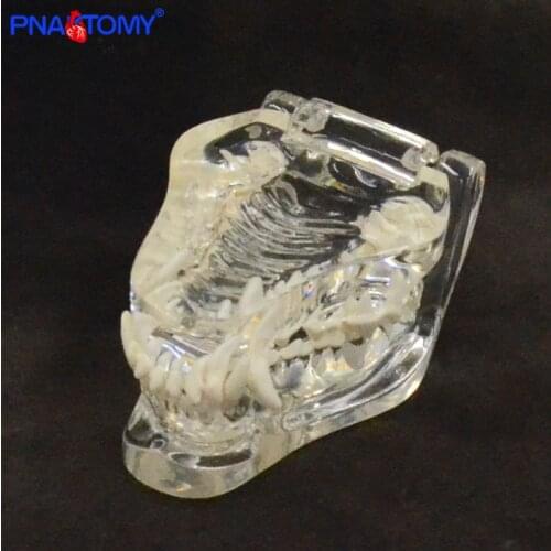 Life size transparent canine skull model dog skull and teeth anatomy animal anatomical tool