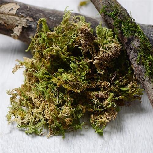 1 Pack Dried Forest Moss Multipurpose Natural Plant Moss Preserved Moss For DIY Crafts Manual DIY Material Accessories