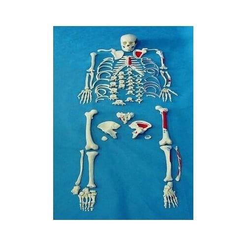 Sketch human skeleton model 206 pcs human bone model with painting color teaching instrument