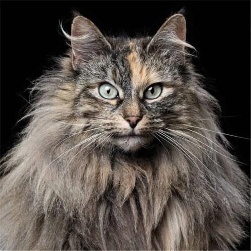 Diy Diamond painting animal Cross stitch kit Diamond Embroidery Cat Square Diamond Mosaic full masonry paste drilling embroidery