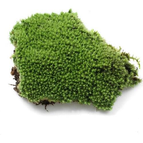 Plastic DIY Fake Moss Miniature Garden Ornament Craft Fairy Artificial Lawn Grass for Wedding Xmas Party Decoration