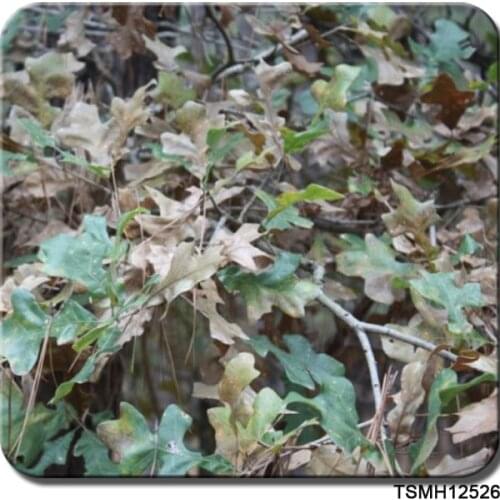 0.5*10m Free shipping TSAS12526 5sqm pva water dipping printing hydrographic film camo camouflage real tree water transfer film
