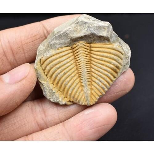 Natural Trilobite Tail Fossil Brachiopod Coral &Conchostraca Trilobites Crown Insect Tail Fossil Original Stone Teaching Science