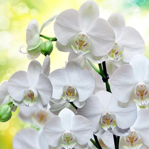 5D DIY Diamond Painting White Orchid Flowers Embroidery Cross Stitch full Rhinestone Mosaic Painting Decor Wedding Decoration
