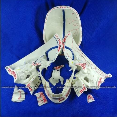 CMAM/12569 Dental- skull, 10parts, Human Oral Dental Medical Teaching Anatomical Model