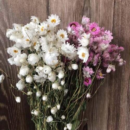 1-2.5CM Head/30~40g Real Natural Dried Flowers Rudan Bird,Mini Daisy Dry Rodance,Small Daisys Flower Bouquet For Home Decoration