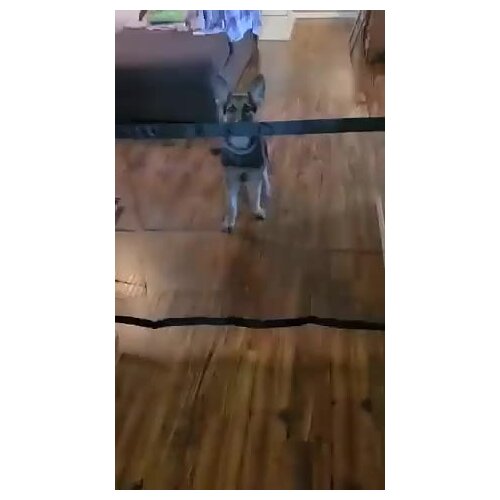 Bella Pet Supplies