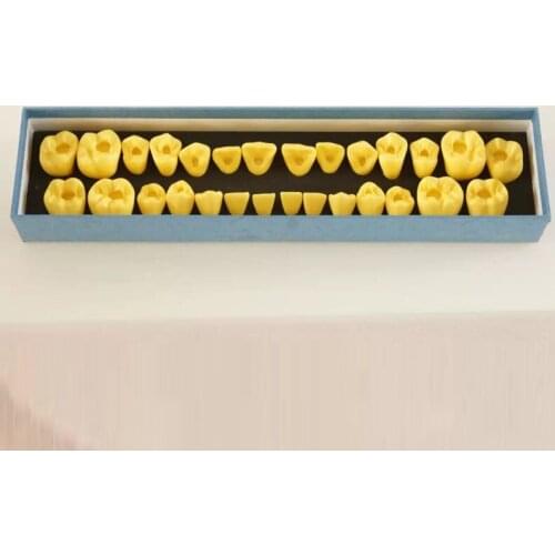 Dental Pulp Location Model demonstrate pulp opening positioning