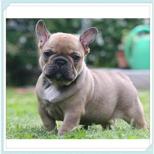 Full round Diamond embroidery 5D DIY Diamond painting Shar Pei dog Cross stitch Aniaml Full square Diamond mosaic craft ZC140