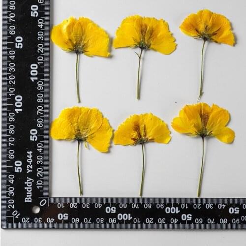 120pcs Pressed Dried Flower Side Cosmos sulphureus Herbarium For Epoxy Resin Jewelry Making Face Makeup Nail Art Craft DIY