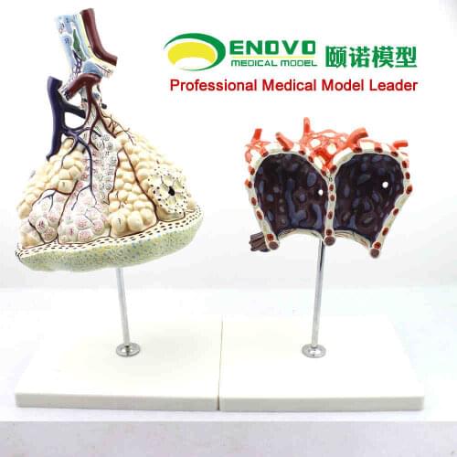 KeyWord: anatomy model; human lung segment; respiratory system