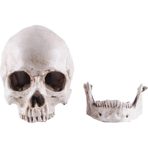 Resin Lifesize 1:1 Human Skull Replica Resin Model Anatomical Medical Skeleton