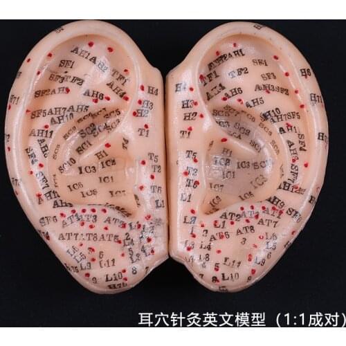 8 Cm Ear Acupuncture Model Auricular Application Model Ear Acupuncture Points Model Ear Acupuncture Earpins Model