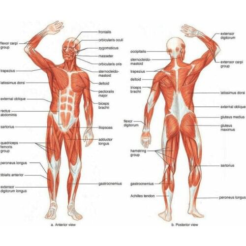 Muscle Layout of The Human Body Art Film Print Silk Poster Home Wall Decor 24x36inch