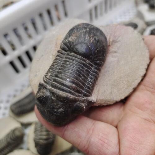 1pcs natural Moroccan fossil specimens of natural trilobites