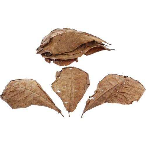 10pcs Catappa Leaves - To Create Tropical Rainforest Environment