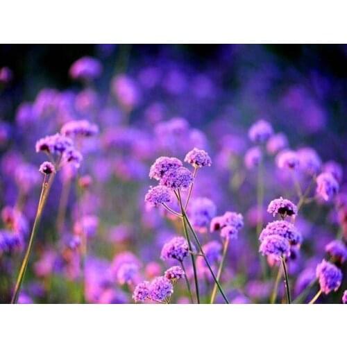 Poured Glue Full Round Lavender Landscape 5D DIY Diamond Painting Embroidery Mosaic Kit Home Decor Flower Paint By Diamonds