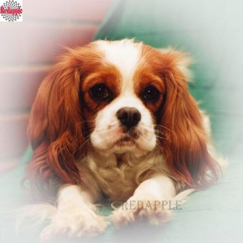 Diy Diamond Painting Animal dog,Diamond Embroidery Cavalier King Charles Spaniel Cross Stitch Kits 5D Diamond Mosaic Crafts gift