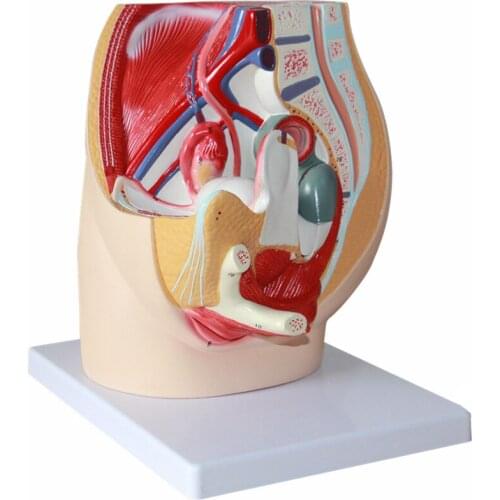 Female pelvic sagittal model female internal and external genital organs uterine bladder model