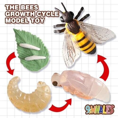 Educational Model Toy Simulation Insects PVC Bee Growth Cycle Scene Design Simulation Powder Toy Decoration Gift