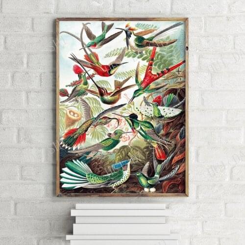 Colourful Hummingbird Collection Vintage Poster, Retro Wall Art Print