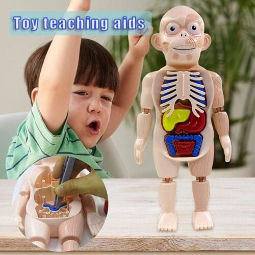 Newly Human Organ Model Set DIY Assemble Human Anatomy Model Removable Educational Toy Great Gift for Children