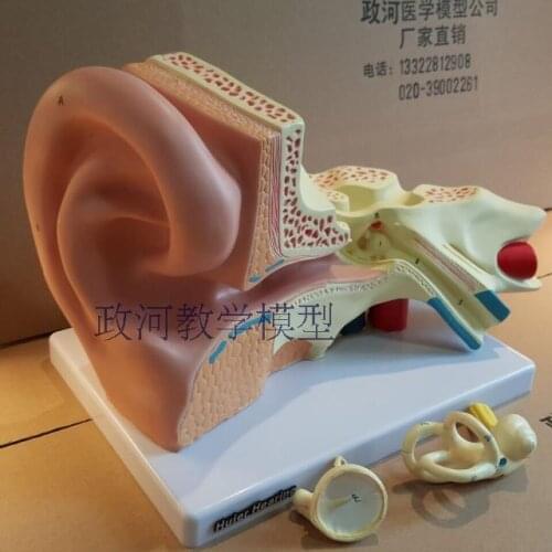 3X Ear anatomy model inner ear labyrinth otolaryngology body auditory system demonstration model
