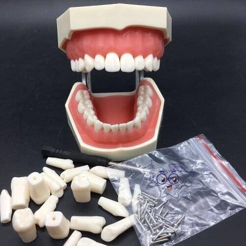 28pcs teeth removable tooth model Dental preparation model tooth simulation detachable EF jaw rack