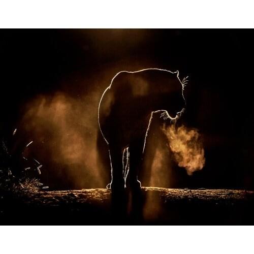 DIY Painting By Numbers Leopard Animals Coloring By Numbers Fire Wall Art Canvas Picture Hand Painted Modern Room Decoration