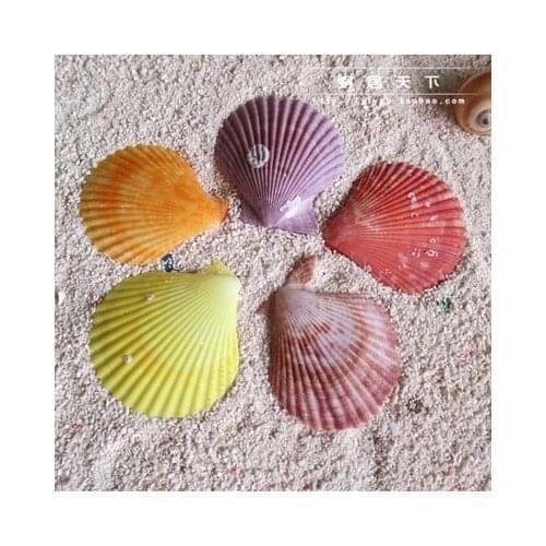 Amphibious pet terrarium decoration DIY landscaping decorative natural conch shell