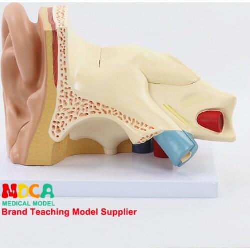 Disassembling 5 components ear anatomy model ear auditory ossicle labyrinth model auricle medical teaching MED002