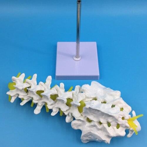 Life Size Lumbar Spine Model Lumbar Vertebral Spine Anatomy Model for Educational Teaching Study GK99