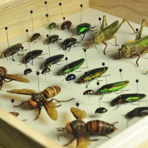 100 Pcs Insect Pins Specimen Needle Stainless Steel Entomology Lab Dissection Body Plastic For School with Insect Box Needl B4W6