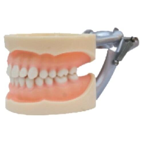 1PC Standard model dental education teeth tooth model 28pcs teeth Soft Gum Screw fixed DP Articulator Easy for dental teaching