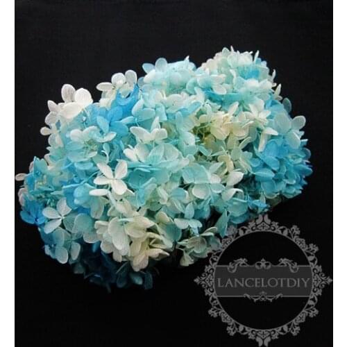 Real dyed blue white dry preserved Hydrangea macrophylla flower blossom DIY glass dome filling supplies 1503033