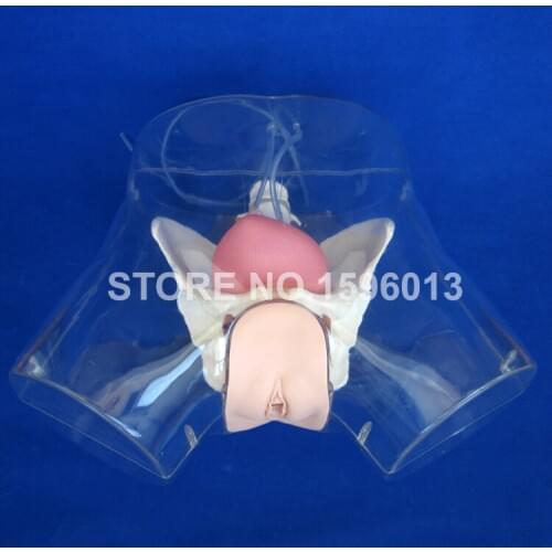 Transparent Female Catheterization Model, Urinary Catheterization Training Simulator
