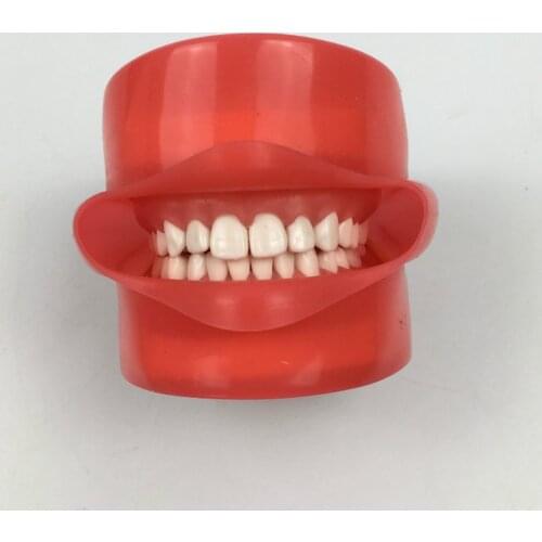 Oral Simulation Practice System Dental Phantom Head models with 28 Pieces Screw Fixed Teeth for Dental Education