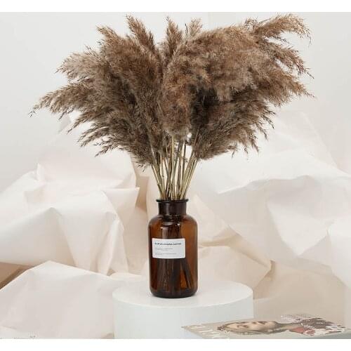 10 Pcs Wedding Decoration Phragmites Pampas Grass Large Real Natural Dried Plants Flower Bouquet Arrangement Free Shipping
