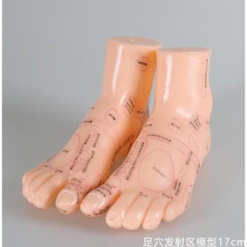 Auricular reflex zone ear anti-model acupuncture needle foot hand reflection standard auricular head massage English model