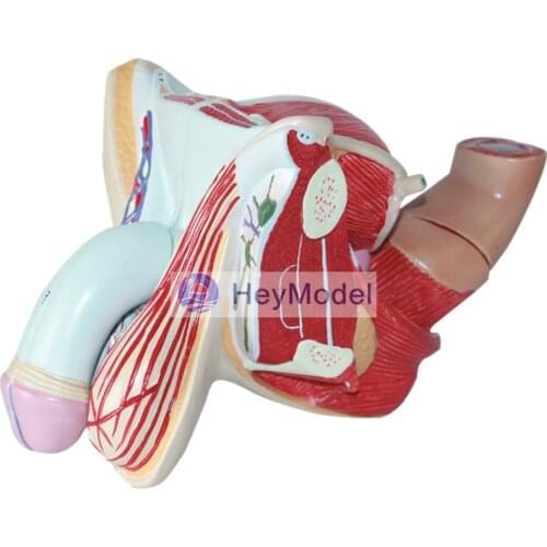 HeyModel Male and female genital mutilation model male reproductive system model testicular urinary system anatomical model