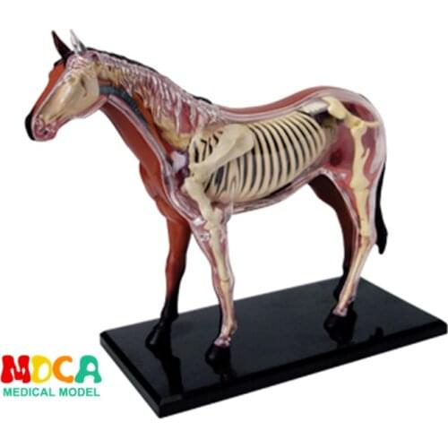 Horse 4d master puzzle Assembling toy Animal Biology organ anatomical model medical teaching model