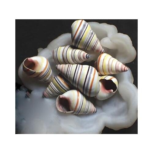 Natural and rare collection of conch about 3 cm colorful girl snail / candy snail from the sea