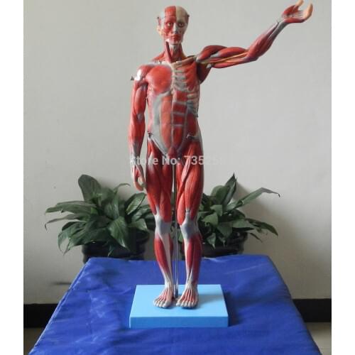 ISO Certification Body Muscles Anatomical Model,78cm Human Anatomy Model,Human Organ Anatomical Model
